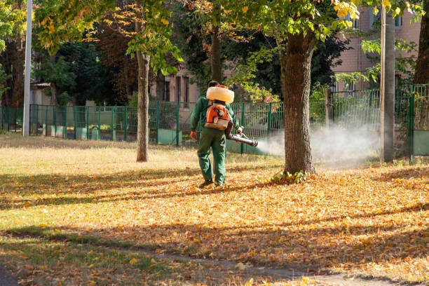 Best Flea Control Services  in El Sobrante, CA